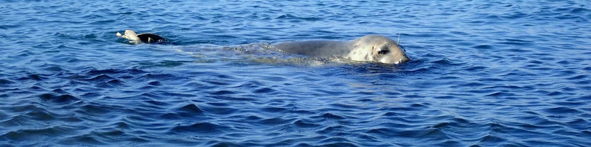Anglesey Seal